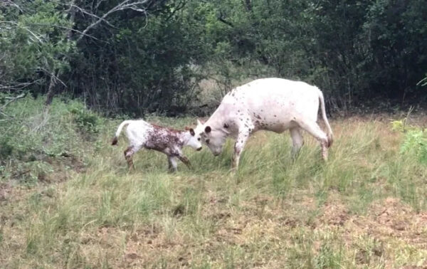 Habits Of Our Texas Longhorn Cattle Highlighting Advantages Gvr