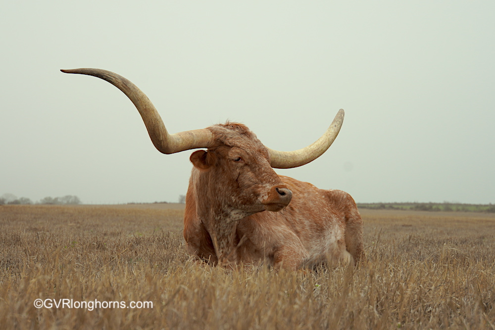 Longhorn-cow