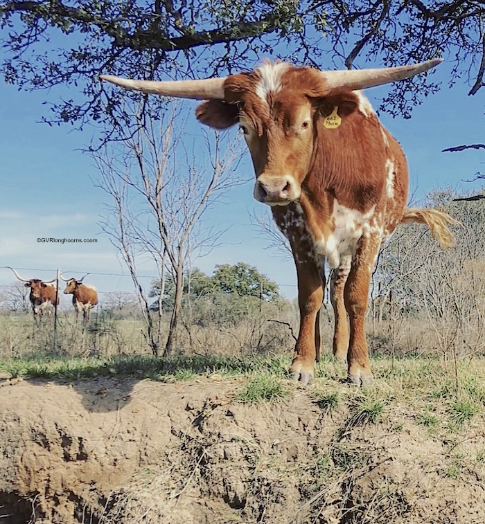 texas longhorn steer