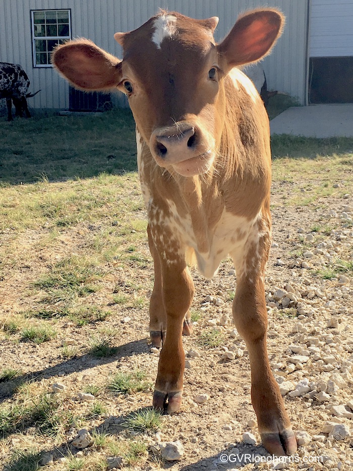 texas longhorn calf