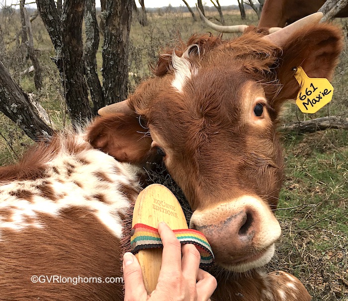 texas longhorn steer