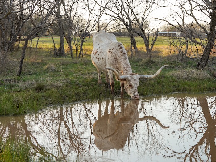 longhorn wall art