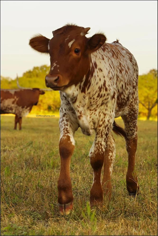 Colorful Texas Longhorn calf