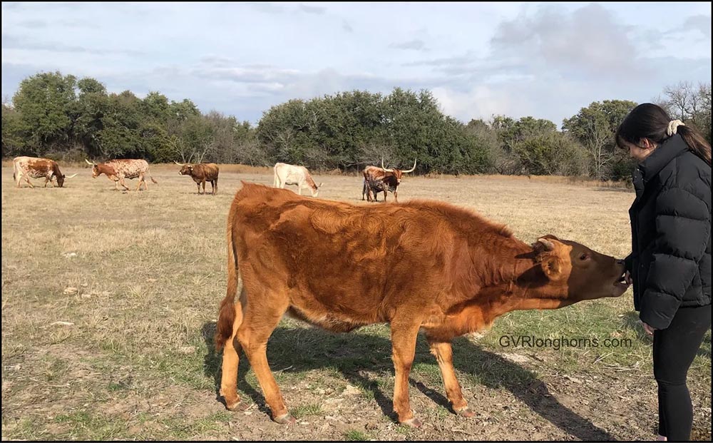 Our favorite niece feeding a Texas Longhorn heifer calf. It’s hard to believe this Texas Longhorn heifer is not nearly a year old. She is huge!!