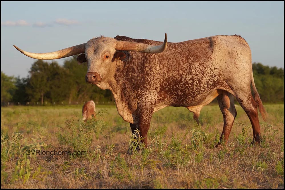 Texas Longhorn bull for sale, Texas Calle ranching tips, Texas Longhorn cattle, longhorn cattle, high caliber longhorn bull