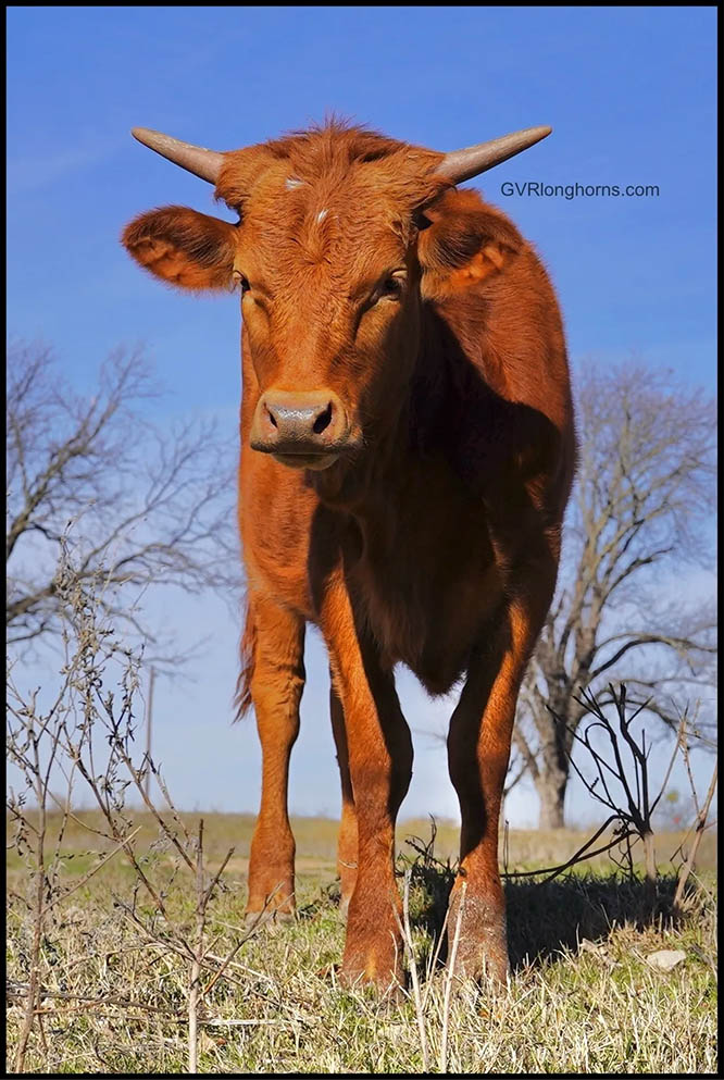 Texas Longhorn calf