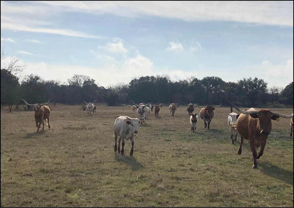 Texas Longhorn cattle at Green Valley Ranch, longhorn cattle for sale