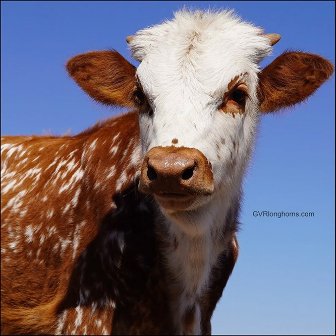 Texas longhorn calf for sale, Texas Longhorn, farming tips for beginners, ranching with Texas longhorns
