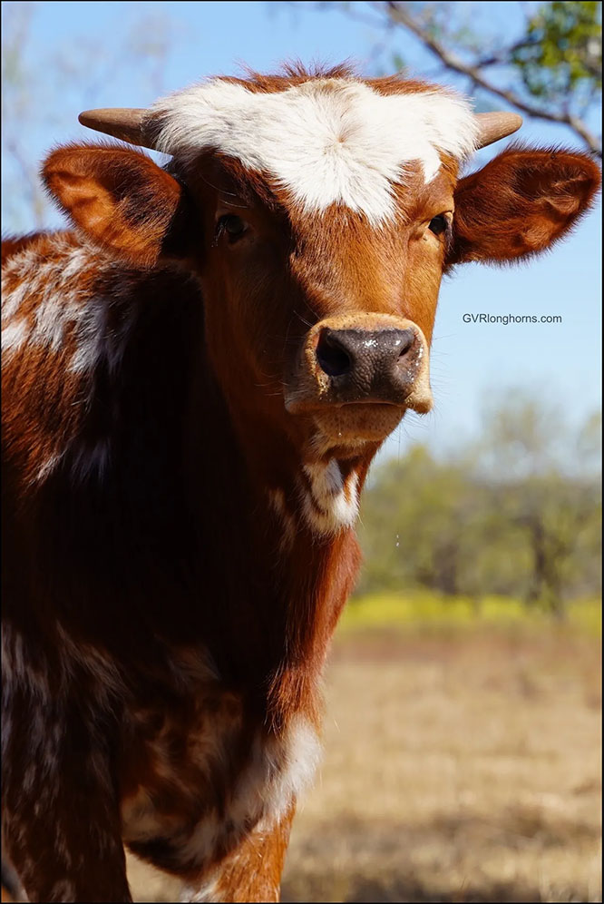 Texas longhorn calf for sale, longhorns for sale in Texas, calf photography