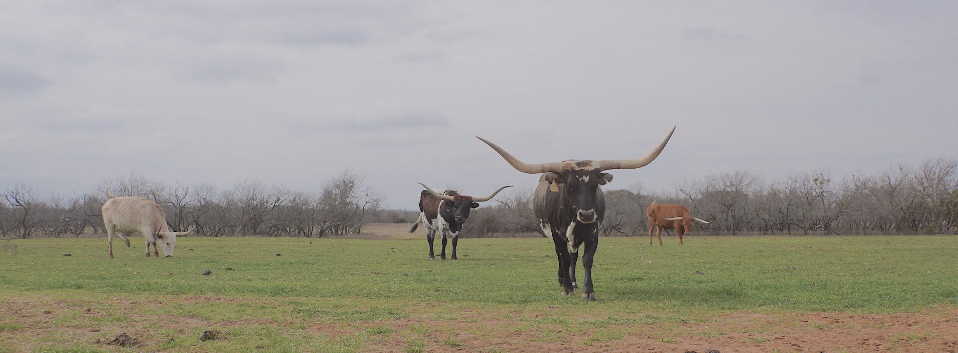 cost of texas longhorn cattle