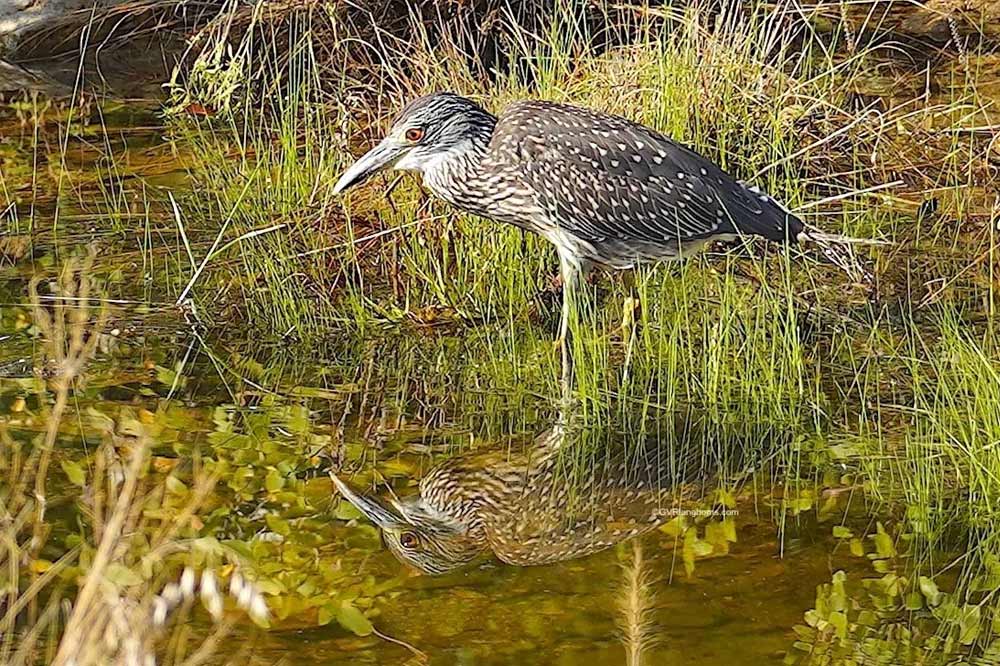 This looks like a juvenile Yellow-crowned Night Heron. He did not stay long but humored me with a few great shots. Even though he was eyeing our fish, this was a cool sighting.