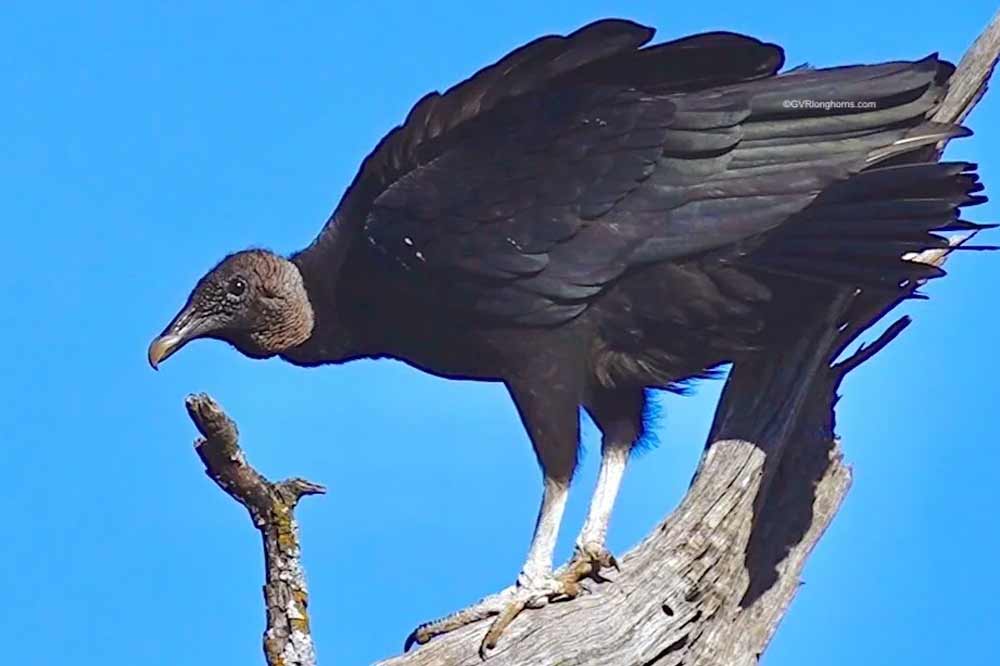 Texas bird on a branch