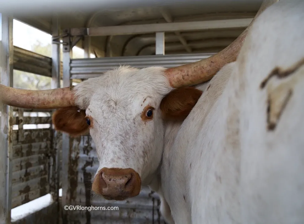 longhorn cow for sale in texas