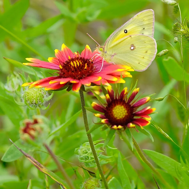 texas wildflowers, wildflowers, indian blanket, texas flowers, longhorns, longhorn cattle, longhorn cattle for sale, firewheel, gaillardia pulchella, indian blanket flower