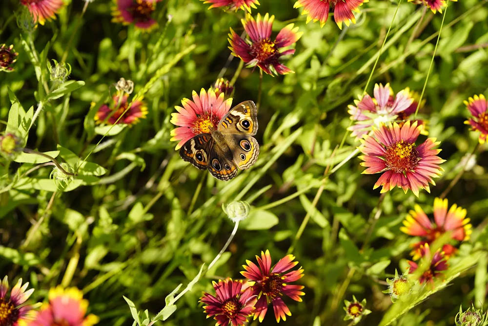 texas wildflowers, wildflowers, indian blanket, texas flowers, longhorns, longhorn cattle, longhorn cattle for sale, firewheel, gaillardia pulchella, indian blanket flower1