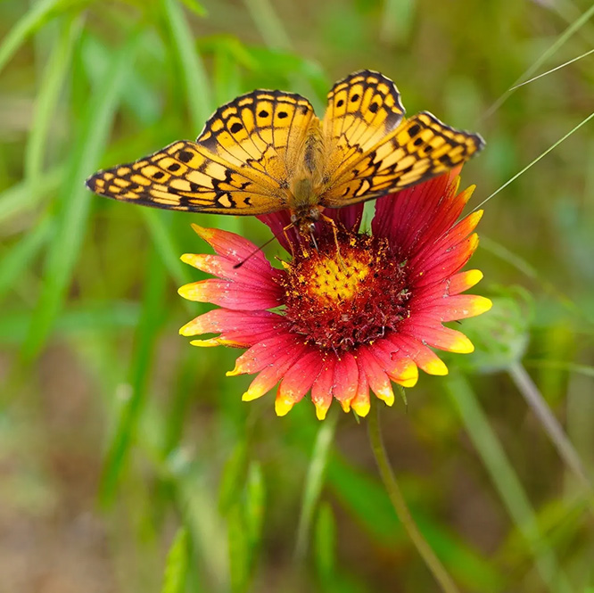 texas wildflowers, wildflowers, indian blanket, texas flowers, longhorns, longhorn cattle, longhorn cattle for sale, firewheel, gaillardia pulchella, indian blanket flower2