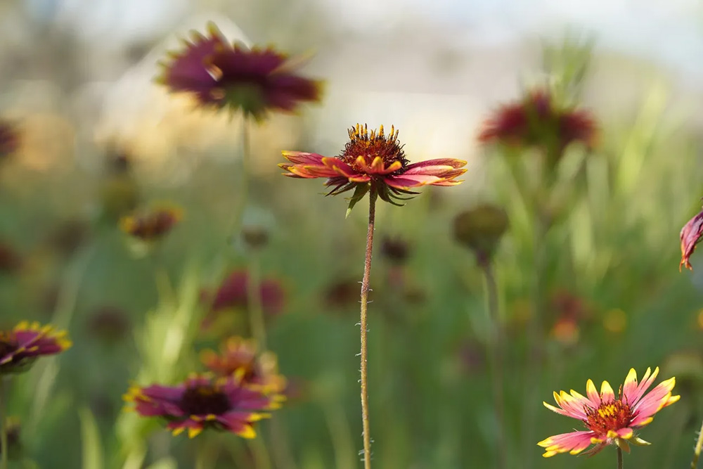 texas wildflowers, wildflowers, indian blanket, texas flowers, longhorns, longhorn cattle, longhorn cattle for sale