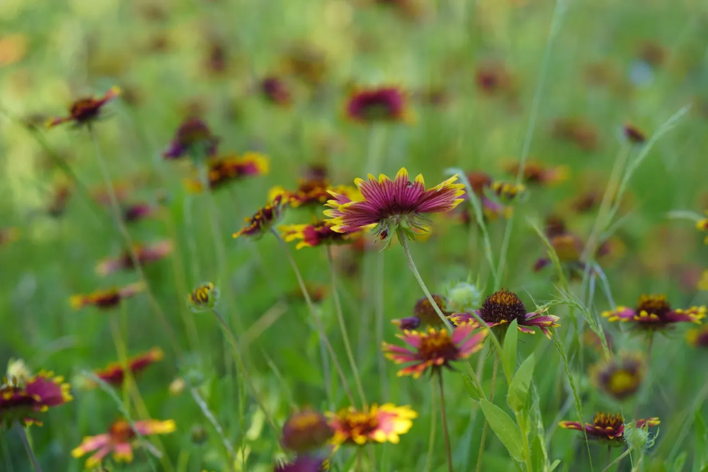 texas wildflowers, wildflowers, indian blanket, texas flowers, longhorns, longhorn cattle, longhorn cattle for sale1