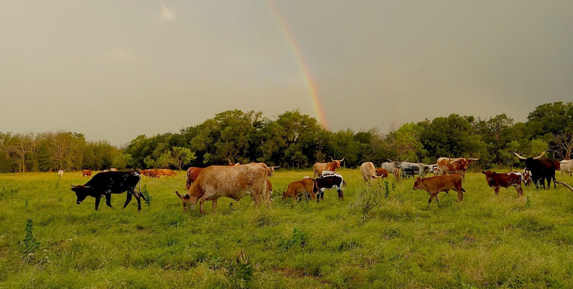 longhorn cattle at gvrlonghorns