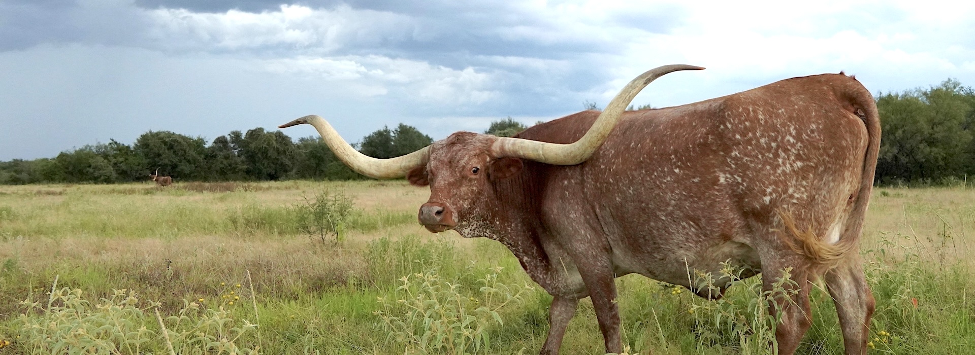 texas longhorn cow for sale