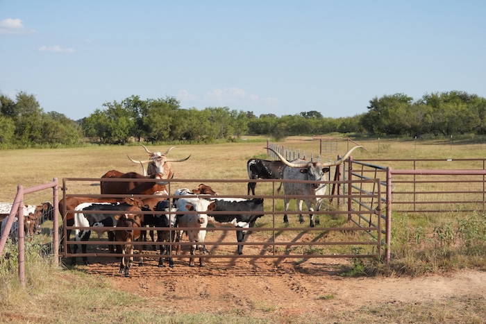  16 tips for raising longhorns