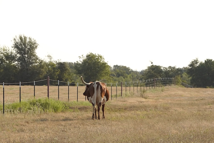 Texas longhorn cow for sale