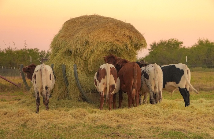 texas longhorn cattle wall art