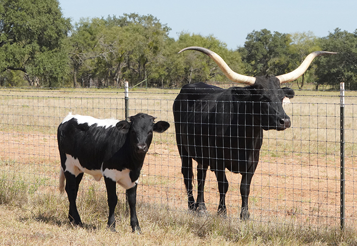 Texas longhorns for sale
