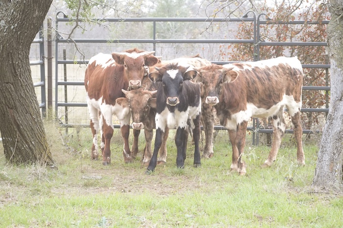 Texas longhorn calf print