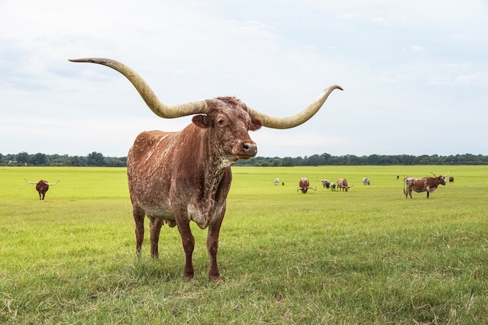 Texas longhorn wall art print