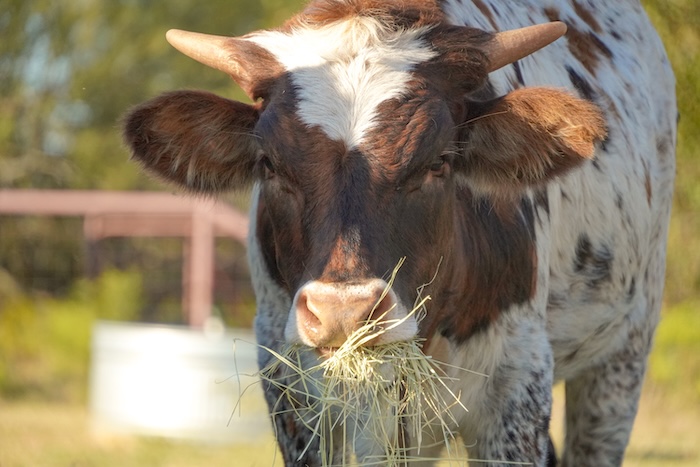 Texas Longhorn Heifer print