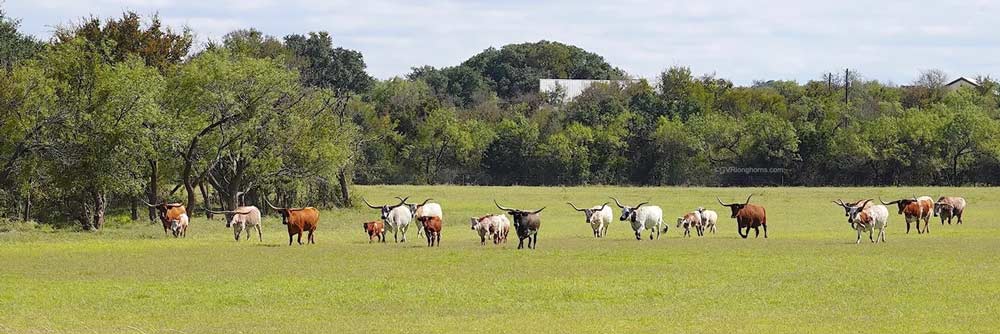 Longhorns in a field