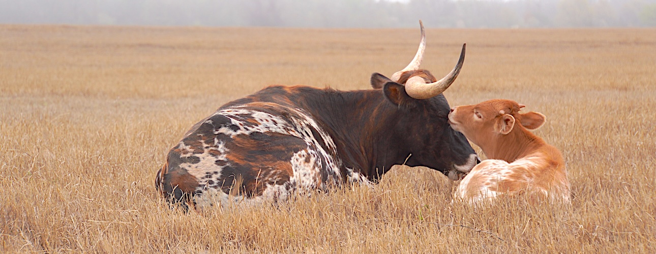 longhorn cow and calf