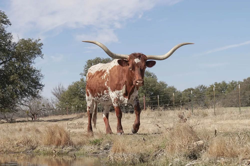 Texas longhorn cattle