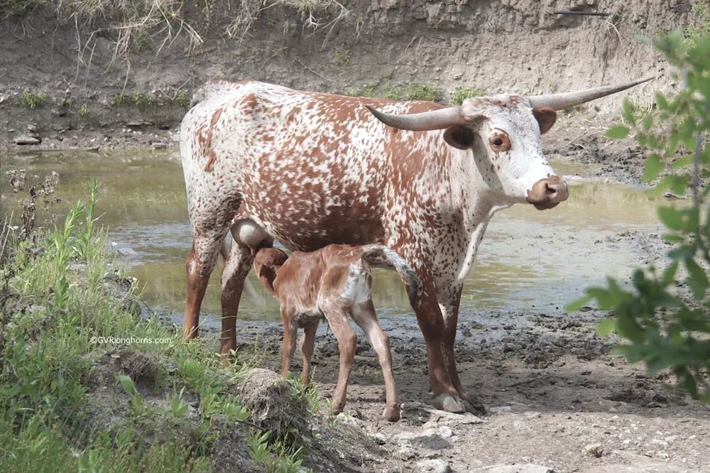 young-texas-longhorn-cattle