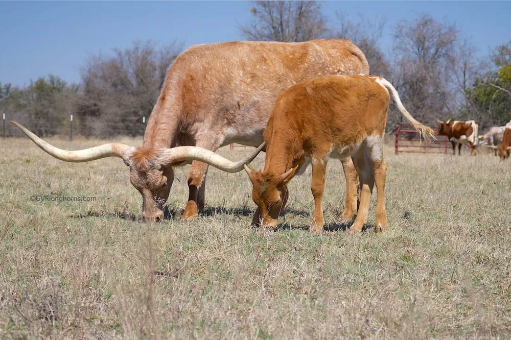 young-texas-longhorn-cattle-with-coow