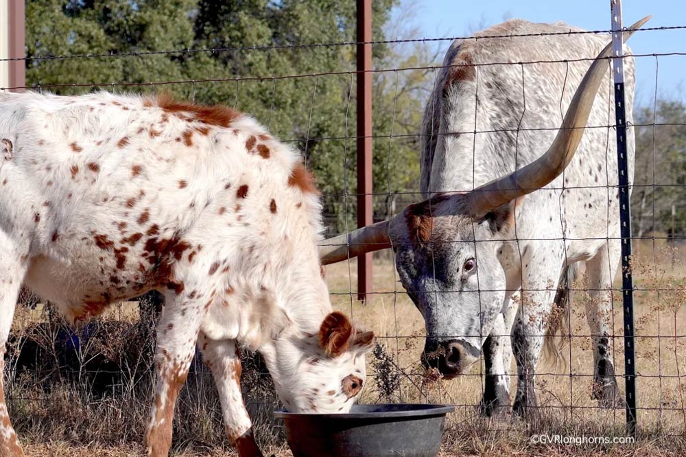 young-texas-longhorn-cattle-with-cow