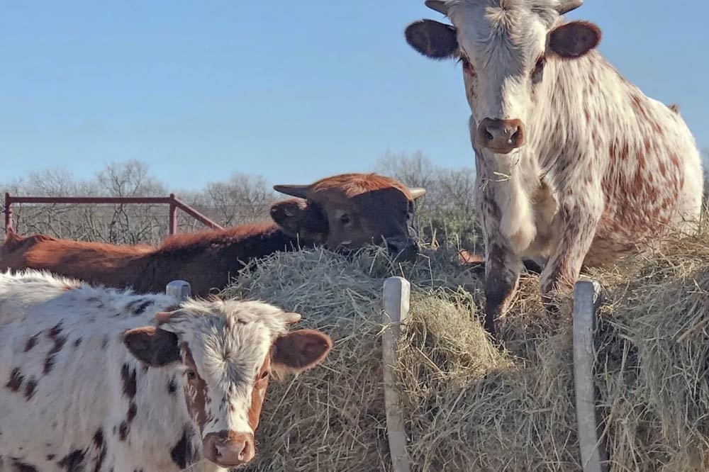 young-texas-longhorn-cattle