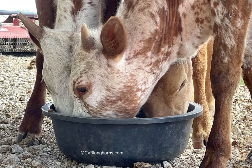 young-texas-longhorn-cattle