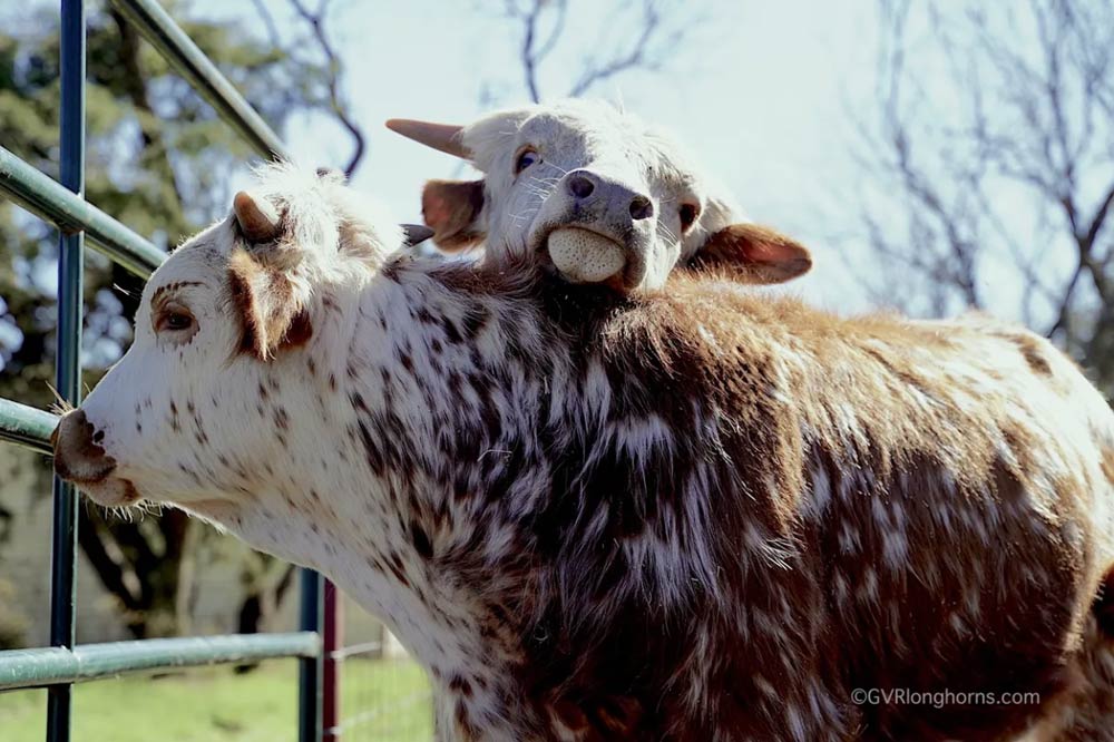 young-texas-longhorn-cattle