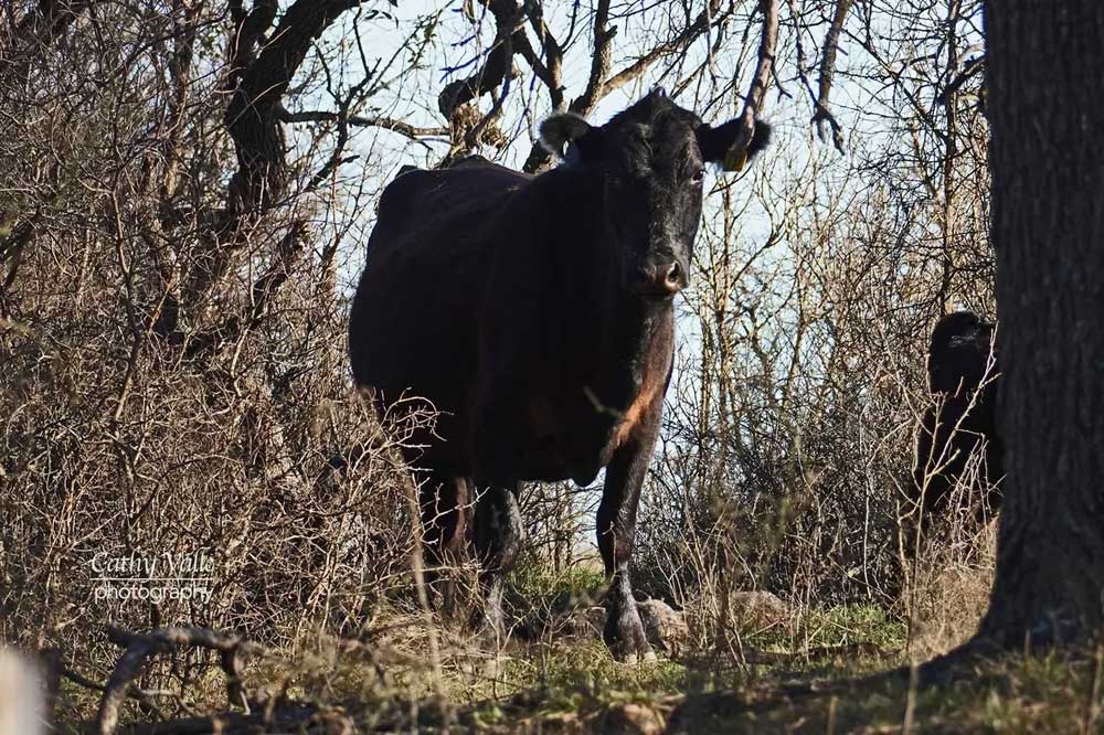 gvr-longhorns-31