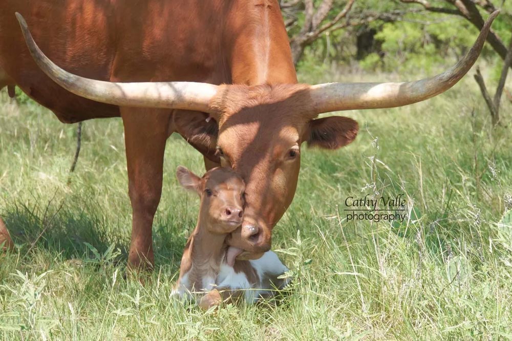 gvr-longhorns-43