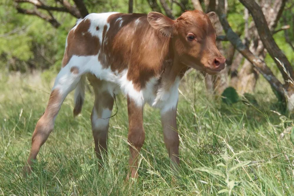 gvr-longhorns-44