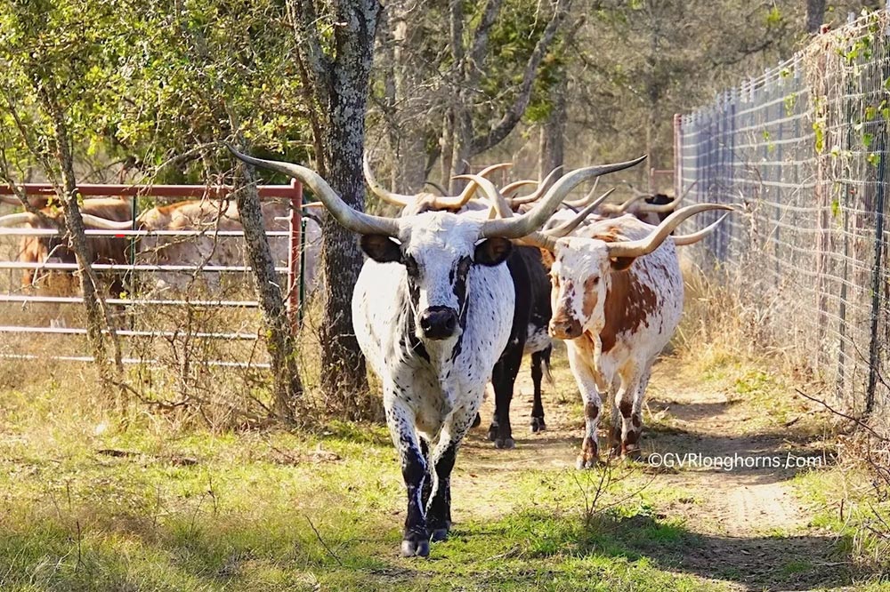 Texas longhorn cattle walking