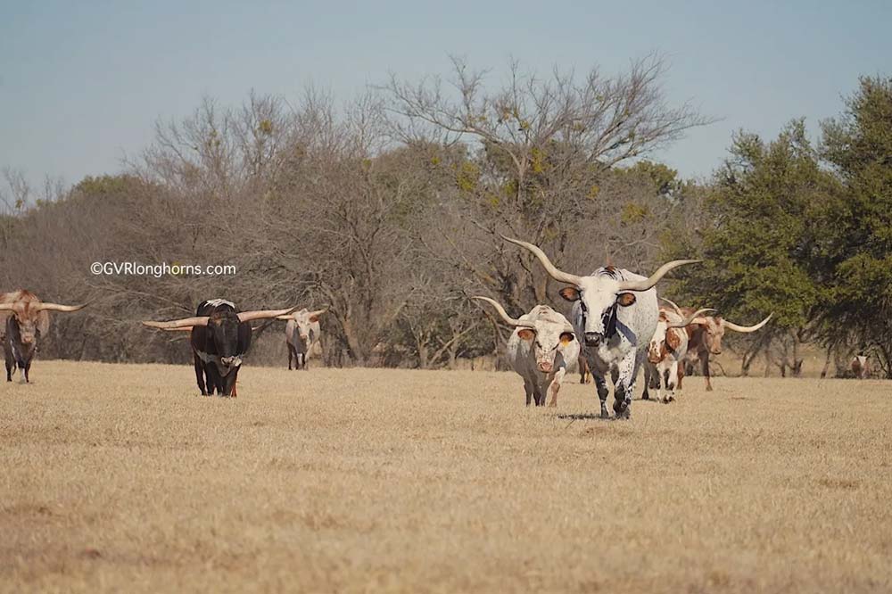 gvr-longhorns-28