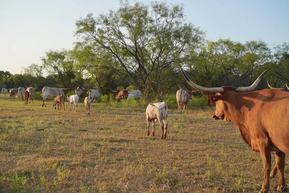 A happy herd of Texas Longhorn cattle is a pleasing sight