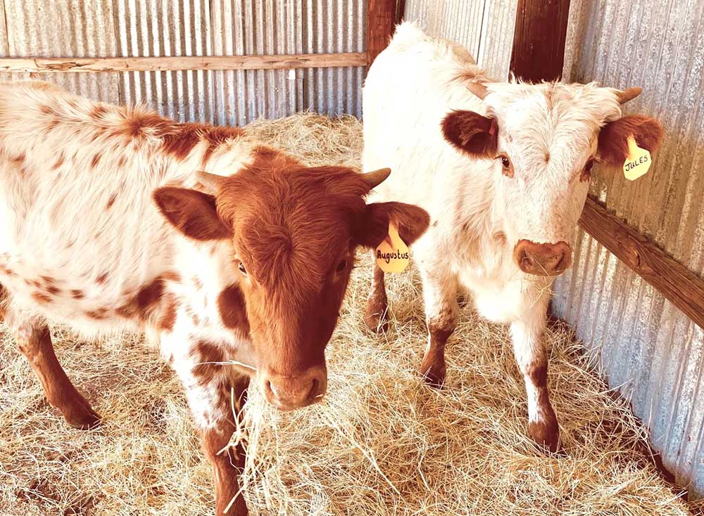 Calf,cattle,livestock,pig,goat,cow,steer,longhorn,longhornbaby,baby animal,cute animal, cute cow,Texas longhorns, longhorns,longhorns for sale