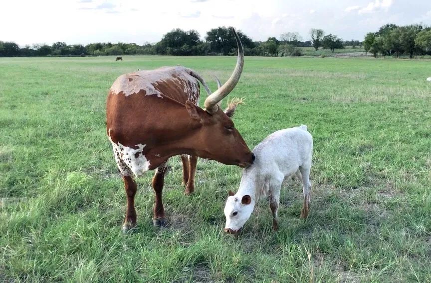 DFW, Dallas, Dallas blog, farm, Ranch, cattle ranch, farm blog, agriculture,livestock, longhorns cow, longhorn calf, tlbaa