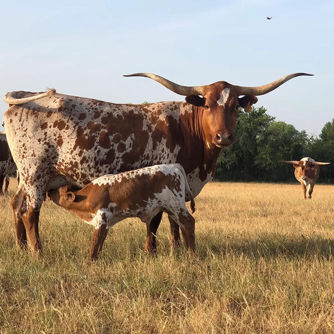 longhorn cow with calf in texas