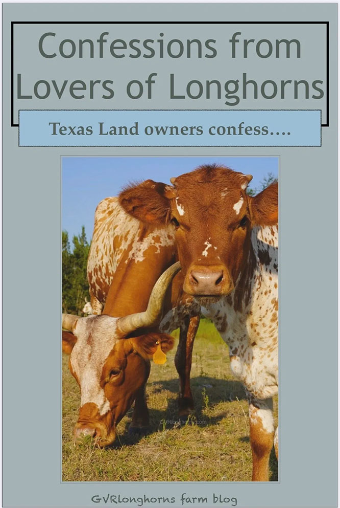 Farm blog, homestead blogging tips, ranching tips for beginners, Texas Longhorns for sale